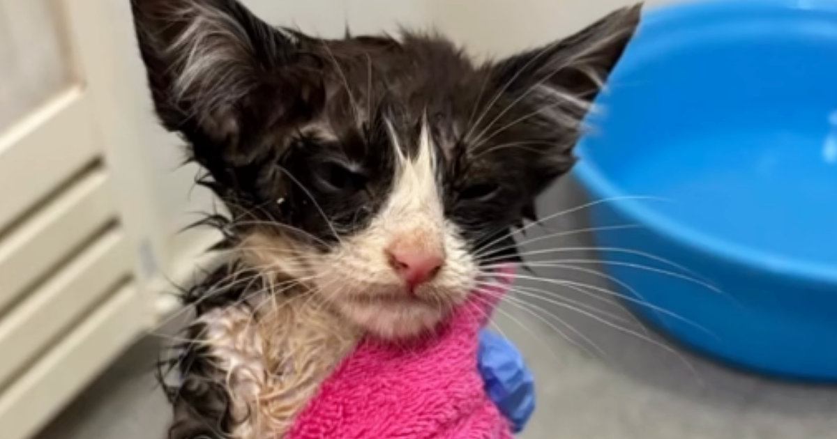 大雨の中、外で『ぐったりしていた子猫』を発見…保護されてからの『変化』に涙が止まらないと反響「本当にありがとう」「良かったね」