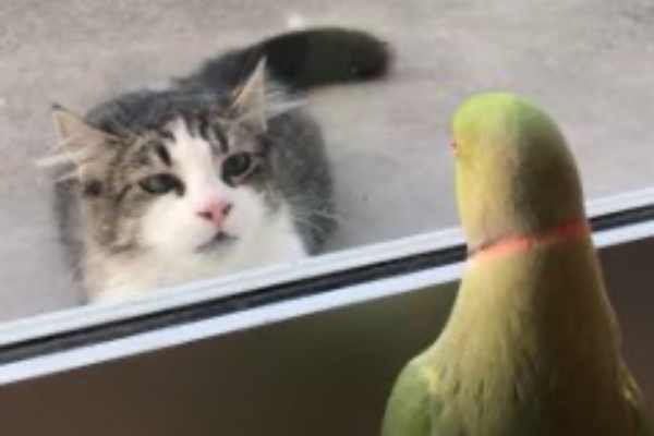 インコにからかわれる猫！イライライラ、コンニャロメ！