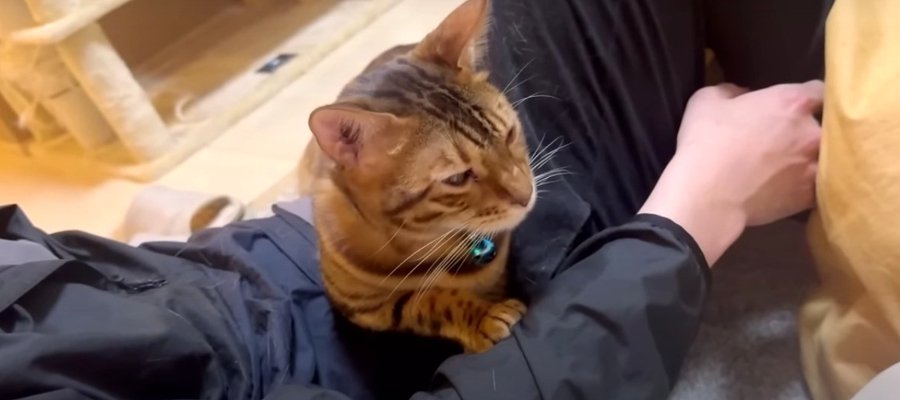 「幸せニャー…」そろそろ移動したい猫くん！