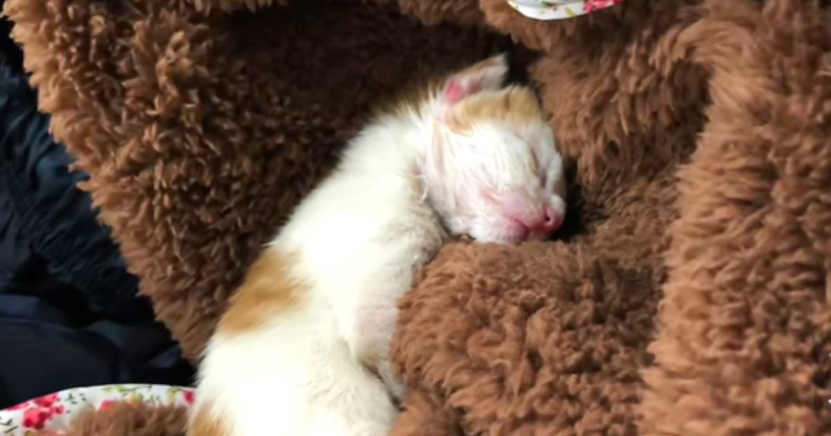 駐車場に放置されていた『赤ちゃん猫』をお家に迎えた結果…胸が熱くなる『１年間の軌跡』に「感動で泣いてしまった」「本当にありがとう」の声