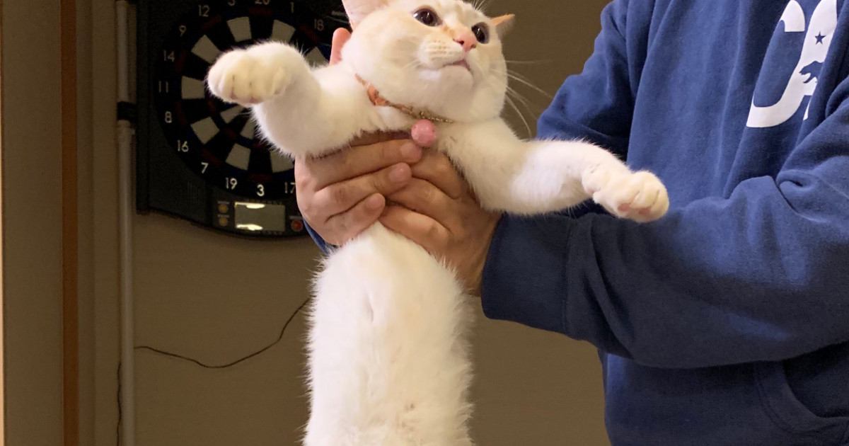 飼い主さんにそっと持ち上げられた猫→『胴体』を見てみると…驚きの光景に６万いいね「もしかしてお餅？」「おうどんみたいｗ」と話題