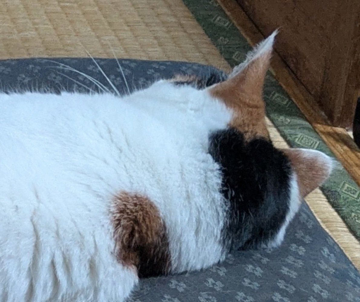 『←ワイが話しかけた時　ママが話しかけた時→』猫のあからさまな『態度の違い』に笑ってしまうと2万いいね「あるあるｗ」「爆笑した」