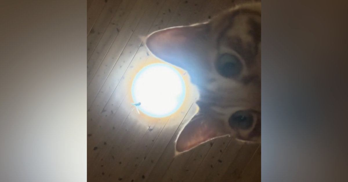 知らないうちに記録されていた『愛猫の自撮り』→見てみると…ニヤけずにはいられない光景が12万再生「戸惑っている感じが良い」「時代の最先端」