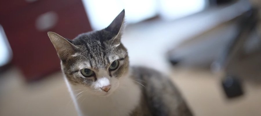 心は永遠の子猫ちゃん♡好奇心を忘れないオトナ猫のお姉さん