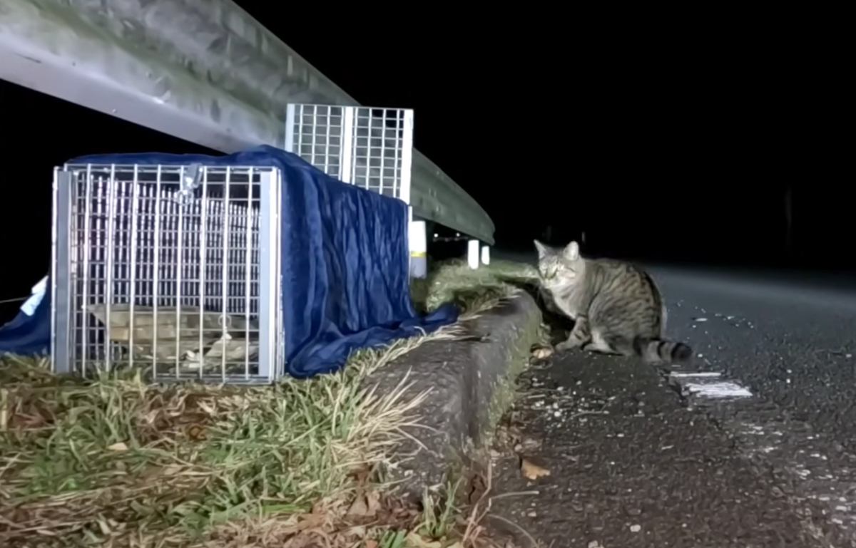 過酷な環境で暮らす猫と出会ってから『3年』→保護した結果……猫達の『現在』に感動する人続出「本当にありがとう」「心から尊敬」と絶賛