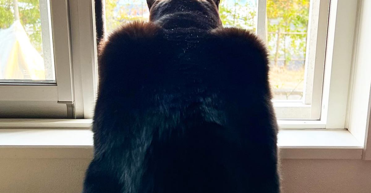 窓の外を眺める猫→後ろから見てみると…まるでヒーローのような『カッコよすぎる光景』に2万いいね「イカツイｗｗ」「バットニャンｗ」