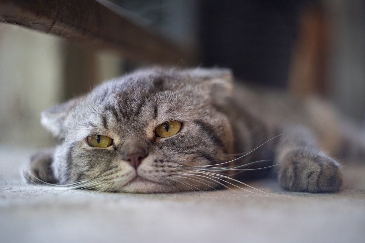 猫が『暇を持て余している』ときにみせるサイン5選　退屈そうな愛猫のためにできることとは