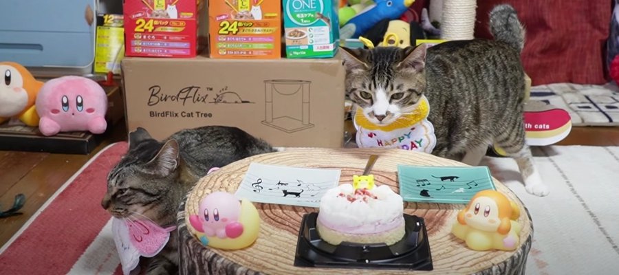 猫きょうだいの記念日をダブルでお祝い！プレゼントやケーキで豪華なパーティーに♡