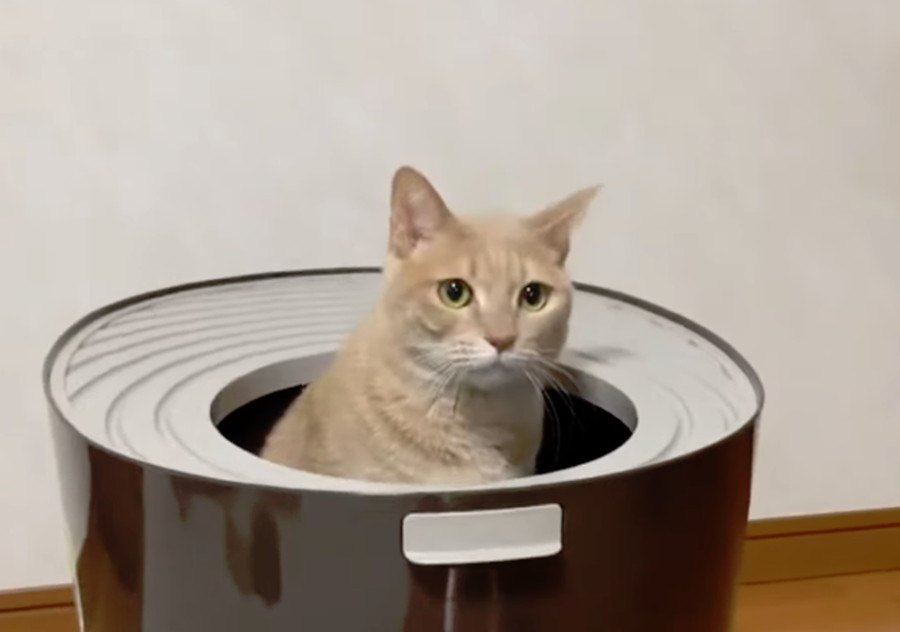 猫ちゃんから学ぶ猫トイレの正しい使い方講座