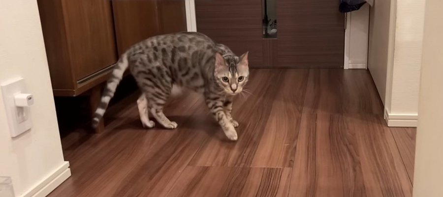 お風呂から助けたい！ひとりでパニックになる猫ちゃん