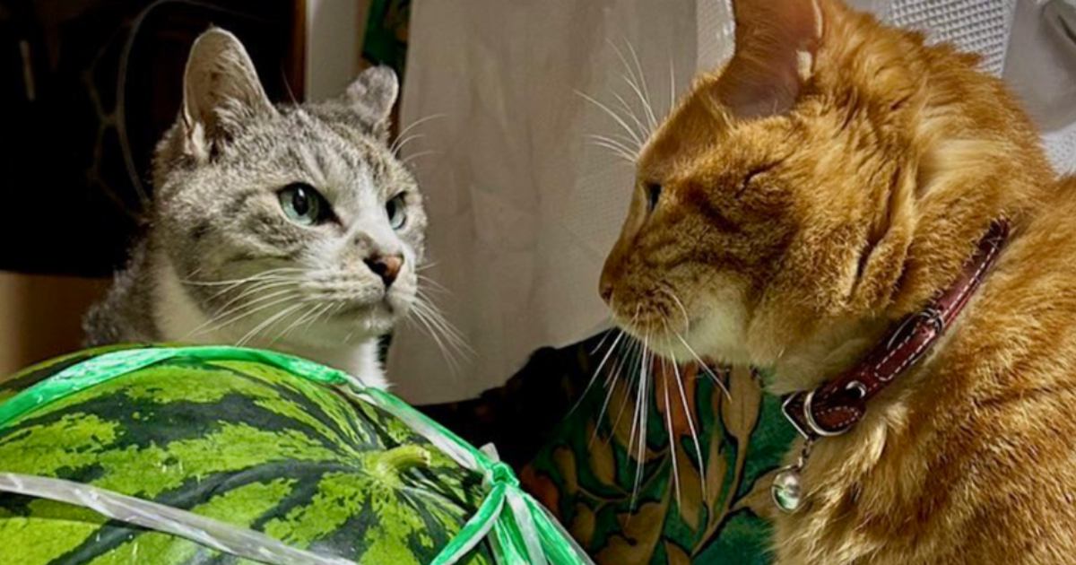 大きなスイカを前に、2匹の猫が……実家から送られてきた『笑わずにいられない瞬間』に6万いいね「めっちゃ揉めてるｗ」「負けられない戦い」