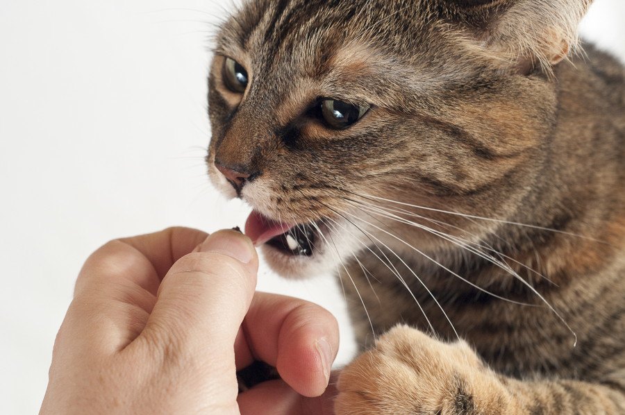 猫が持っている菌で発症する病気と予防策