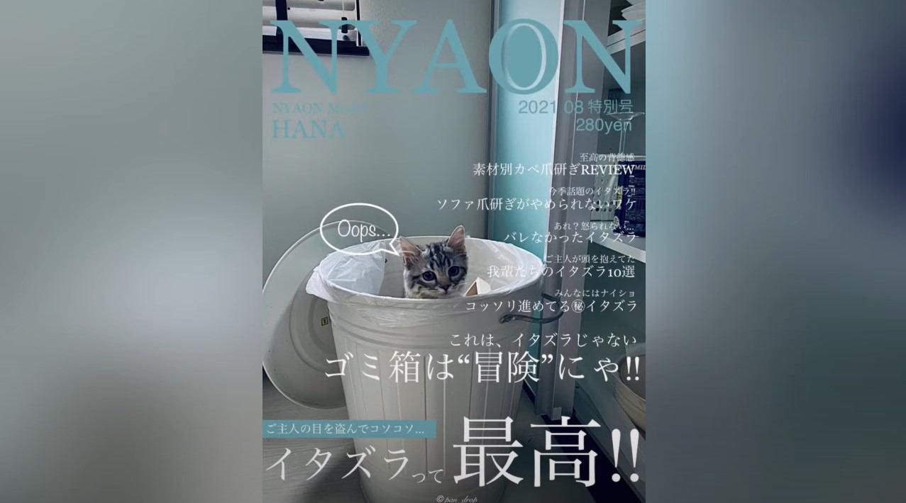 猫が「架空情報誌の表紙」を飾ってみた結果…素晴らしい出来栄えに『ビッグスターになりそう』『欲しすぎる』と反響