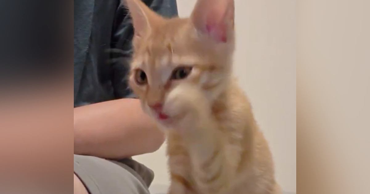 丁寧に毛づくろいしていた子猫→だんだんと『雑』になっていって…まさかの動きに「かわいいの極みｗ」「想像以上に適当で笑った」と86万表示