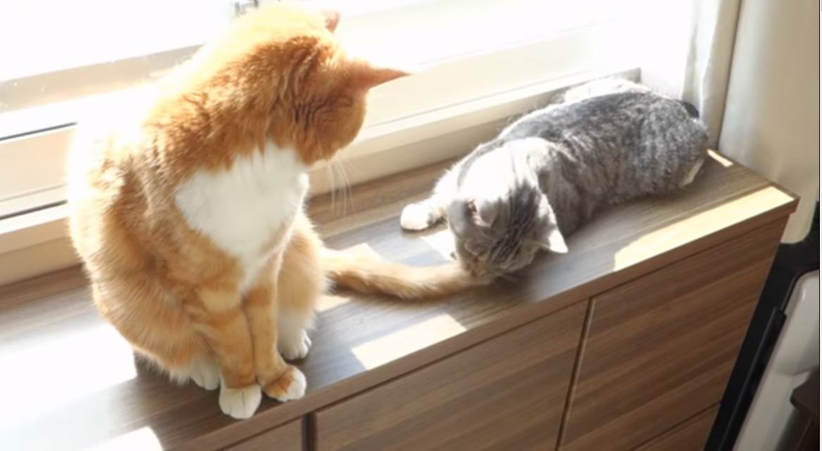 猫ちゃんの目の前には美味しそうな…しっぽが一本？！