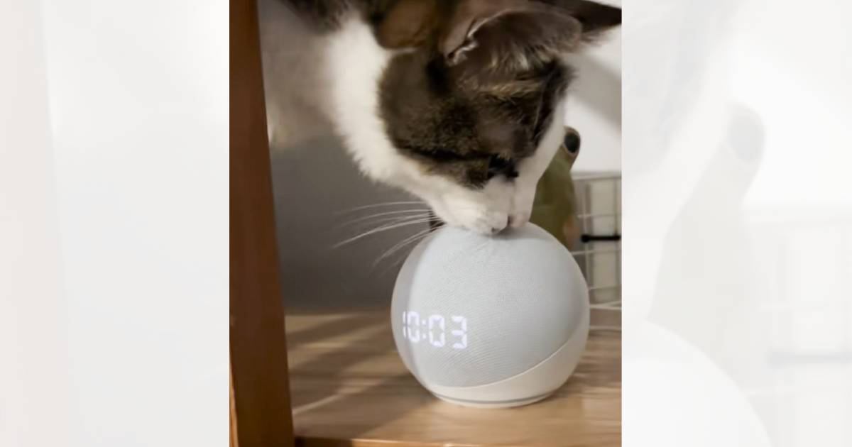 音声アシスタントに『猫に襲われてるよ！』と伝えたら…絶対予想できない『まさかの展開』が223万再生「戦い方を知ってるｗ」「良い反撃」