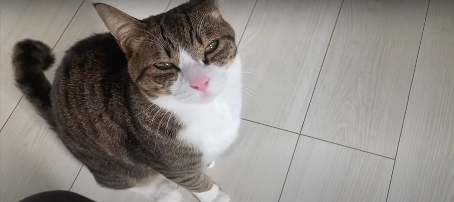 陥落必至！エヘッと笑って可愛くごはんをおねだりする猫さん