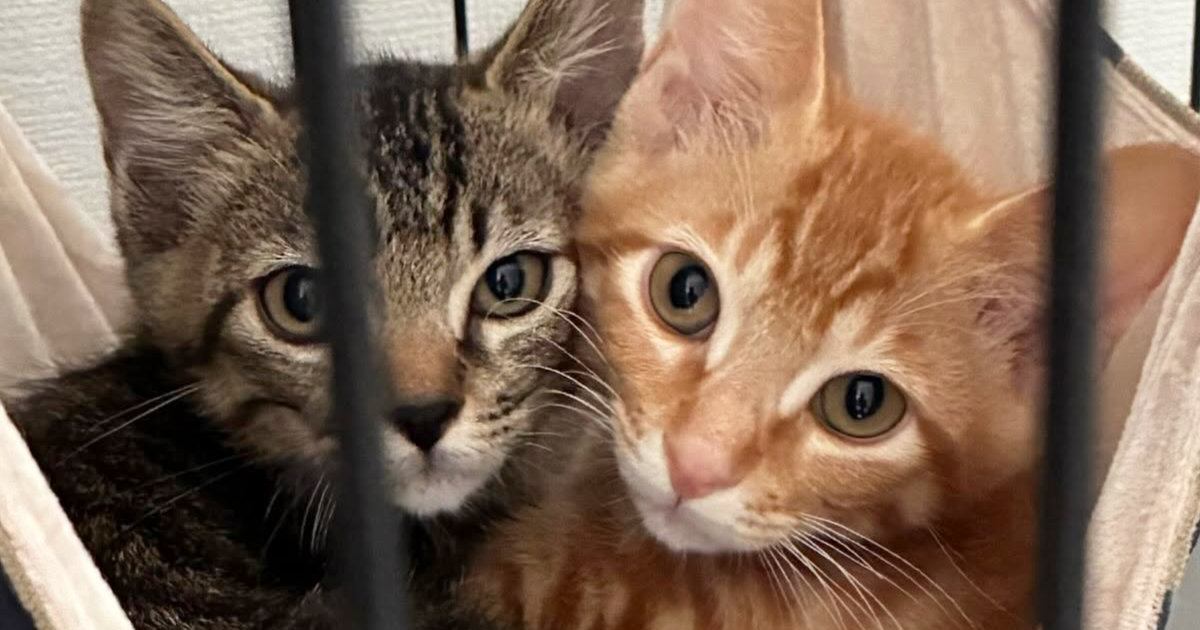 小さな頃から『いつも一緒に過ごすきょうだい猫』…大きくなっても『変わらない光景』に1万いいね！「やだ、可愛すぎ」「顔そっくりだねｗ」