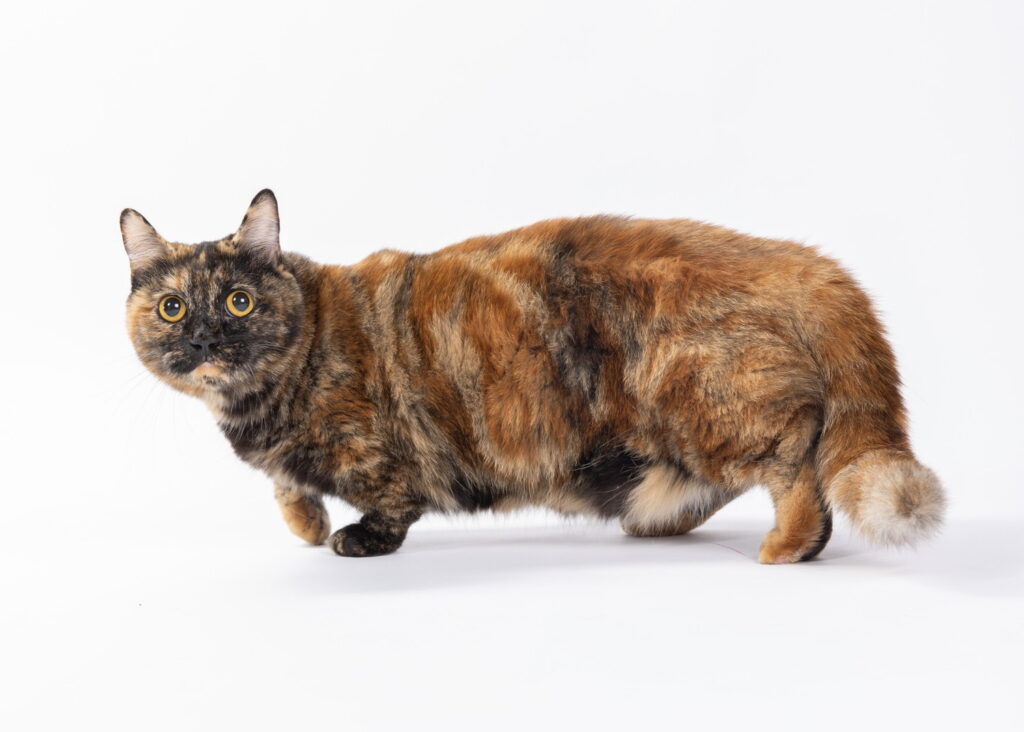 【獣医師監修】マンチカンの毛色の種類とは？人気色や珍しい色も解説