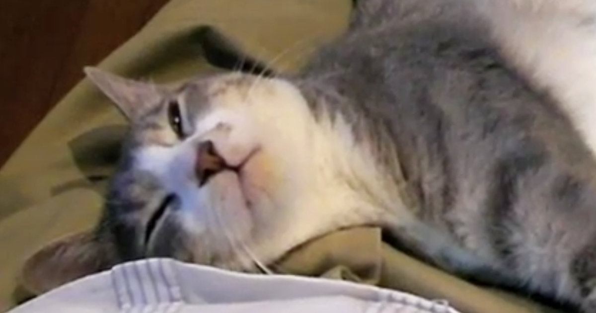 膝の上でくつろぐ猫→後ろ足を大きく開いて…リラックスモード全開な『可愛すぎる光景』が29万再生「まったりしすぎｗ」「とっても癒された」