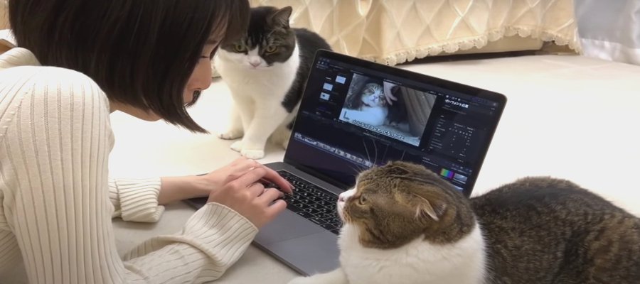 『遊んでくれないなら監視ニャ！』飼い主さんを見守る猫さん