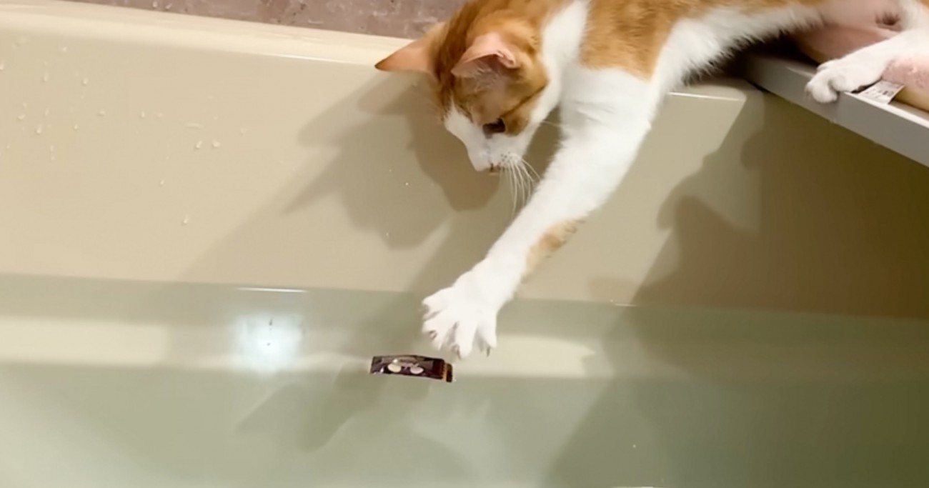 お風呂場にいた猫たち→飼い主さんが『お風呂に物を落としてみる』と…思わず感動の光景に反響「すごい応援しちゃったｗ」「驚きの賢さ」