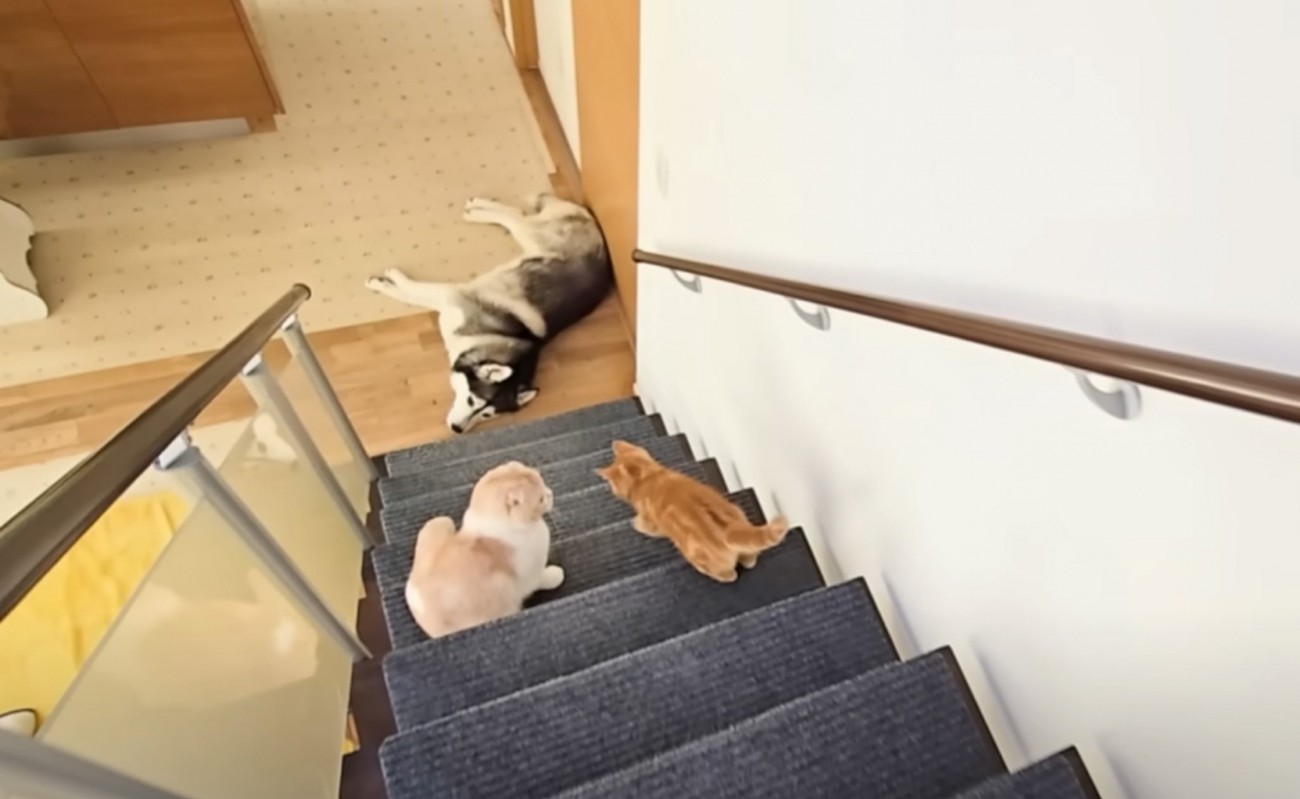 階段の下で倒れている先住犬を発見した子猫…『優しさ溢れる反応』が癒されると25万再生「心配そうな顔が可愛い」「小さいながら賢い」