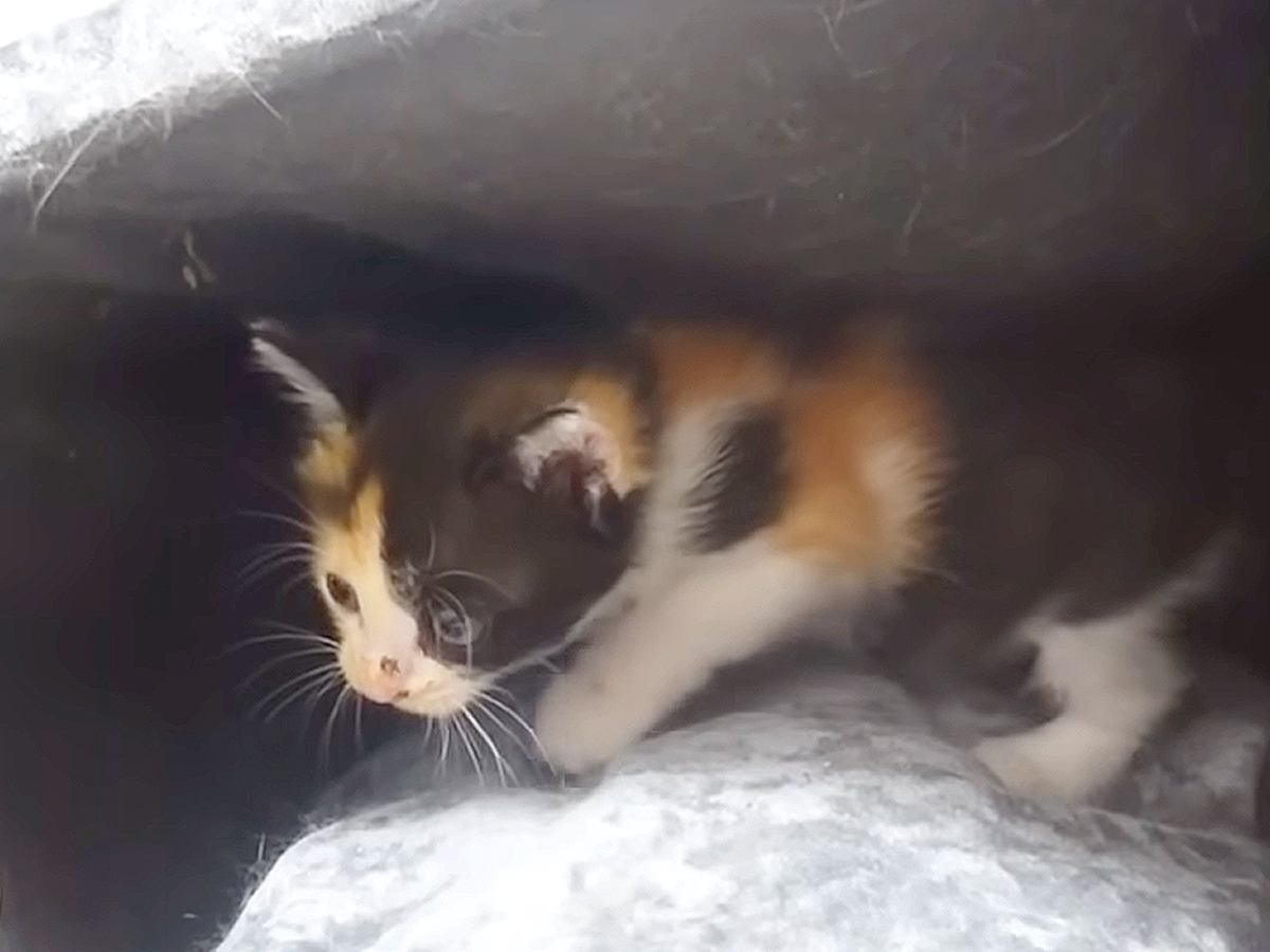 臆病な保護子猫→兄猫が人間の膝に乗ったのを見て…思った以上に『気持ちがダダ漏れな光景』が話題「膝上までもう少しかな」「人間みたい」