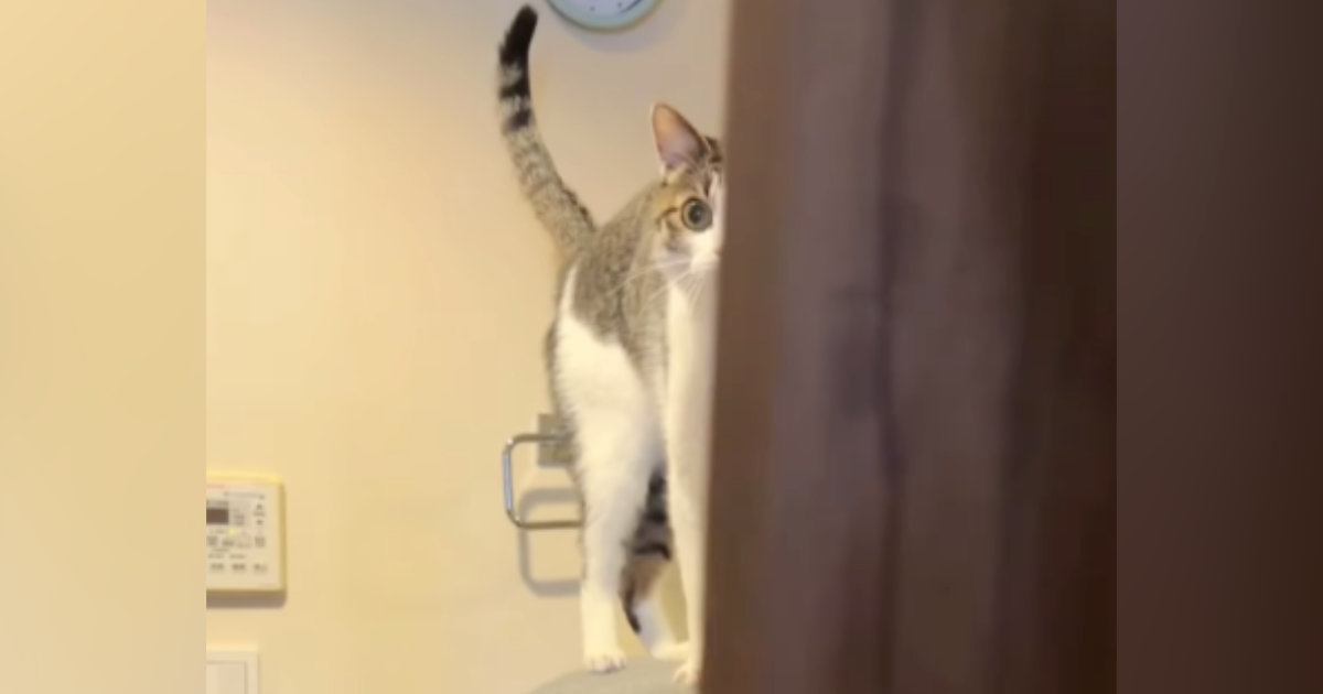 大好きなお兄ちゃんに『かまってほしい猫』→朝の支度中にやって来て…笑ってしまう光景が248万再生「動けないｗ」「猫背になっちゃう～」