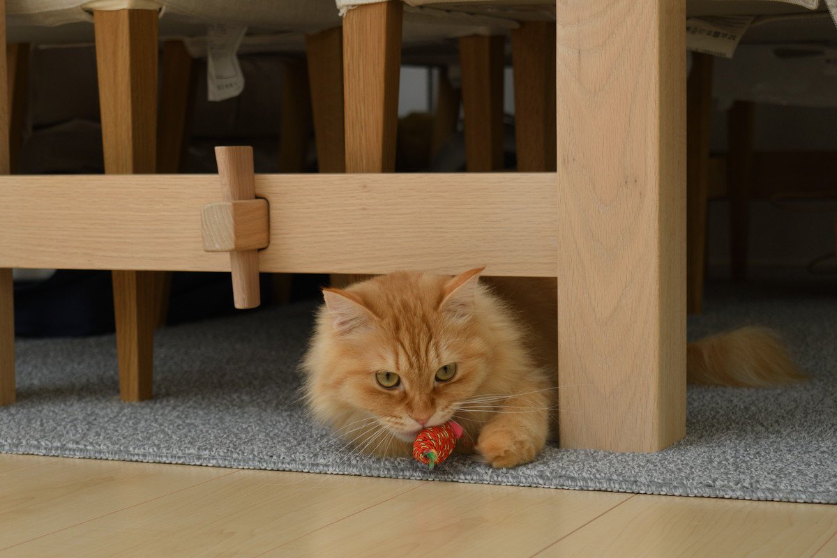 猫があなたに『お土産』を持ってくる心理5つ　込められている意味や上手な応え方まで