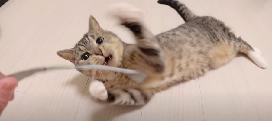 捨てる前に遊び尽くす！猫ちゃんのエコなおもちゃ♪