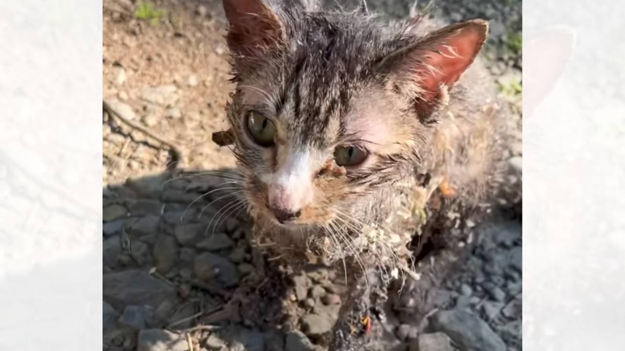 『悲鳴を上げている子猫』の元へと駆けつけた結果…衝撃の光景と『思わず泣ける瞬間』が77万再生「心からありがとう」「涙がでる」