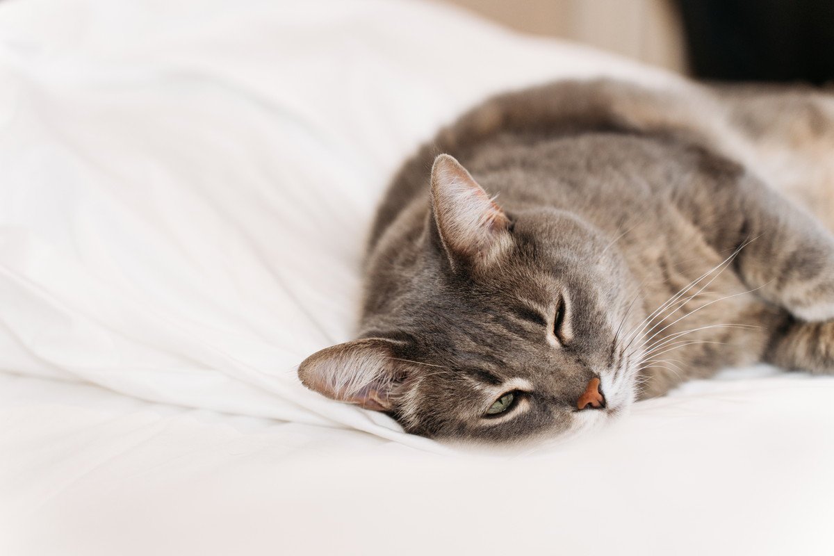 猫の寄生虫『トキソプラズマ』にはどんな危険姓が？症状や予防法など、知っておくべき3つのこと