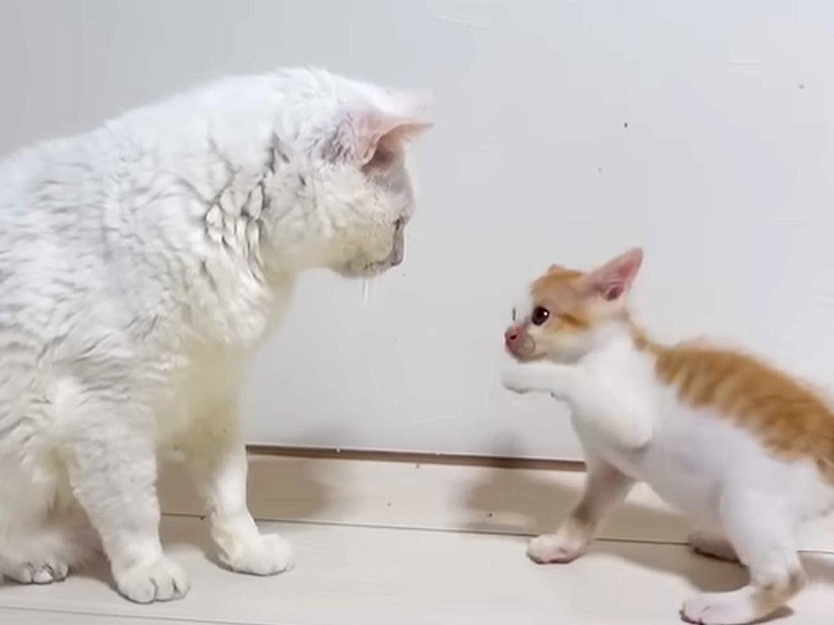 ヨチヨチ歩きの保護子猫が“体重10倍”の親方に勝負を挑んだら…思わず癒される"やり取りの様子"に反響「ほっこりした」「がんばれーｗ」
