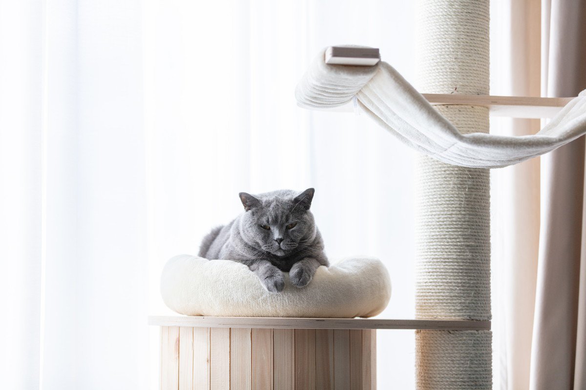 『マンション暮らし』でも迎えやすい猫種5選　性格の傾向やそれぞれの特徴もご紹介