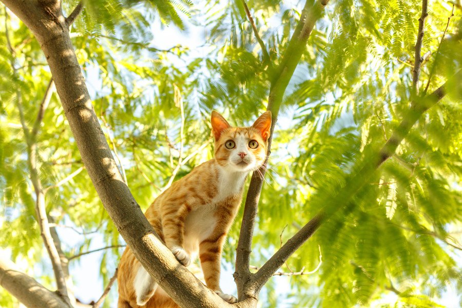 なぜ？猫が高い所から飛び降りても着地できる理由