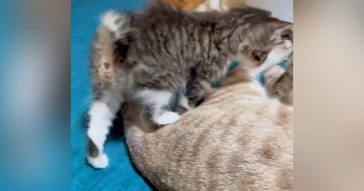 家族になったばかりの子猫→『先住猫』に近づくと…愛にあふれた『尊い光景』に2万6000いいね「癒しでしかない」「真ん中に入りたい」