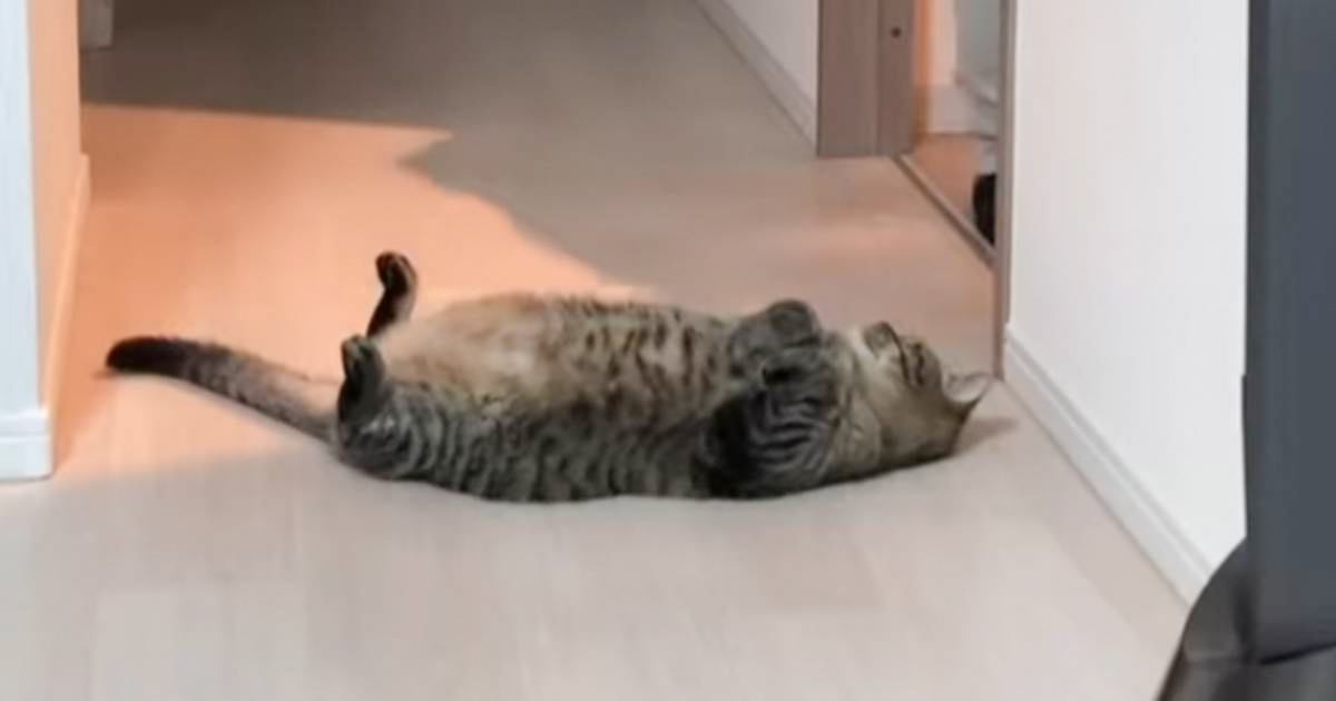 パパが洗濯物を片付けていたら、ドアの前で猫が…カメラがとらえた『愛おしすぎる瞬間』が375万再生「あざらしみたい」「絶対撫でちゃう」