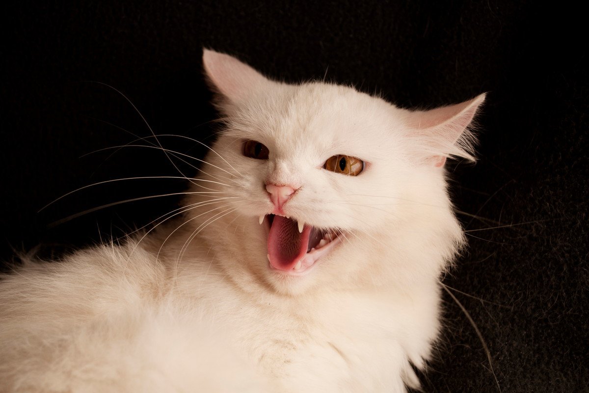 猫が『攻撃的な行動』をみせるときの注意点3つ　考えられる原因や適切な対処法も