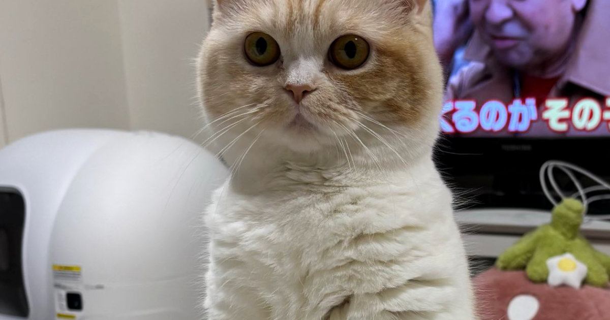 テレビを見ていたら、猫が目の前で見つめてきて…まるで『人形』のような瞬間に「かわいいｗ」「正座しているみたい」と１万いいね