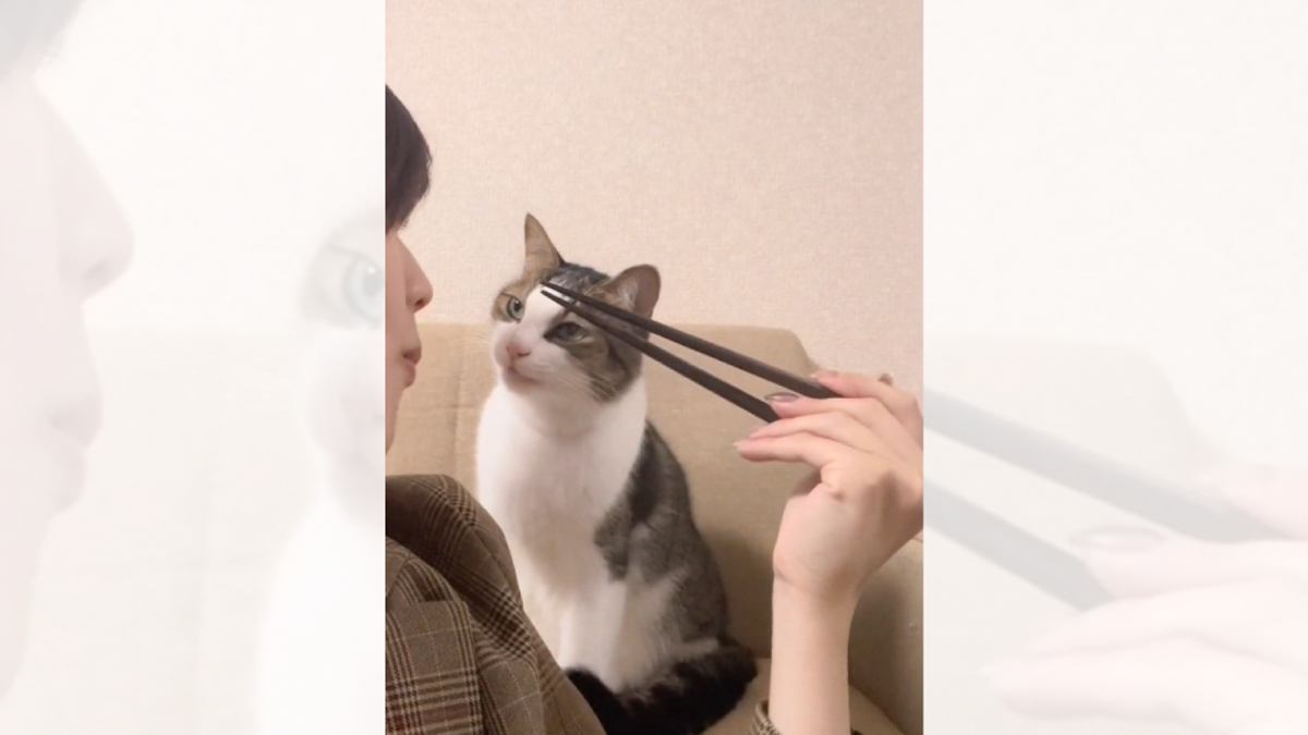 猫の前でポテトを食べていると…まさかの『エアーもぐもぐ』が衝撃的な可愛さだと221万再生「流行らせたいｗ」「何回も見てしまった」