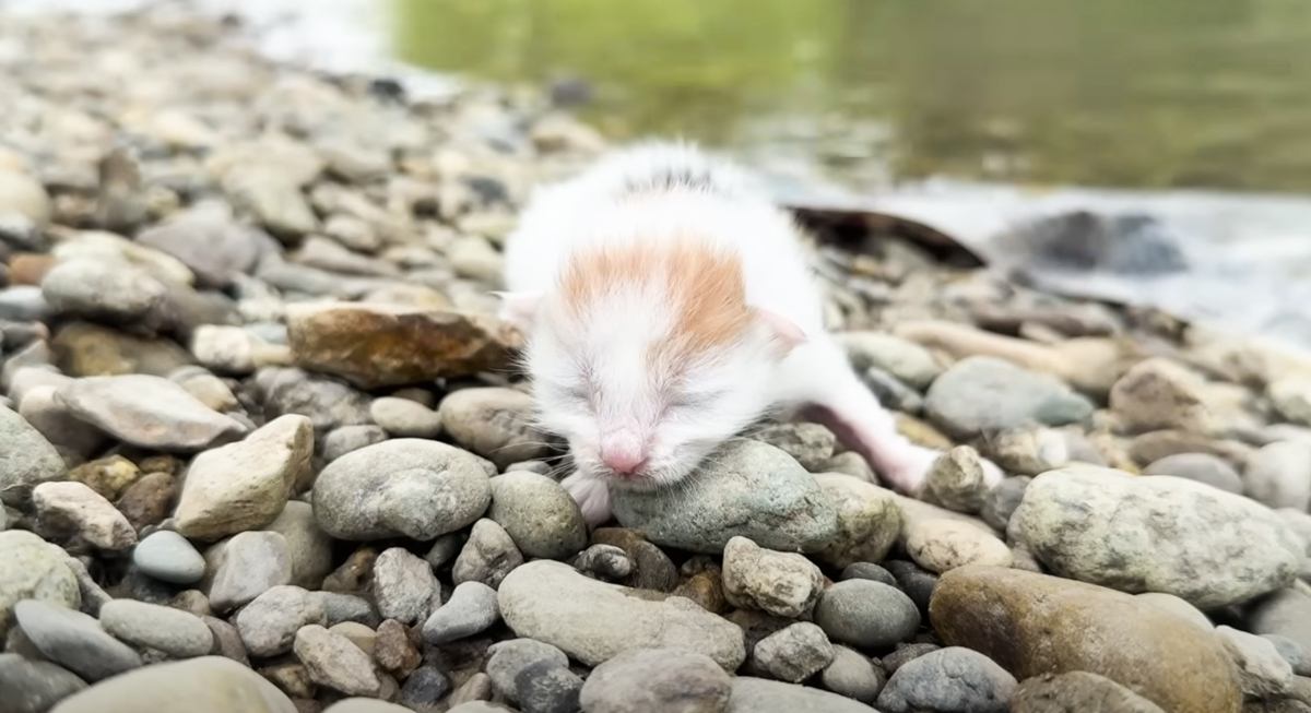 『河原で震えていた赤ちゃん猫』を保護→1か月後になると…成長した様子が素敵すぎると感動の声「助けてくれてありがとう」「とても美しい」