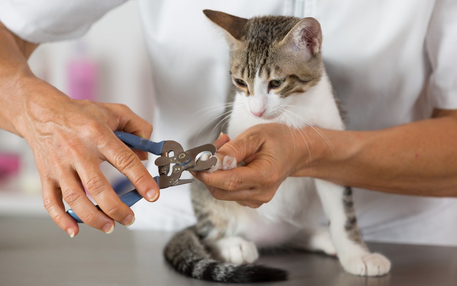 猫の爪切りを病院でしてもらう値段や利点