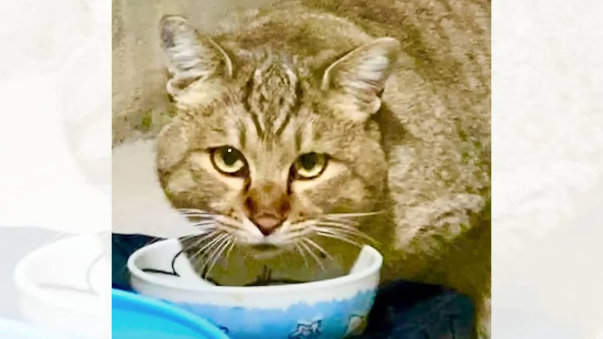 『ずっと誰かに甘えたかった野良の成猫』を保護した結果…現在の様子に涙が止まらないと77万再生「ただただ尊い」「感動しました」