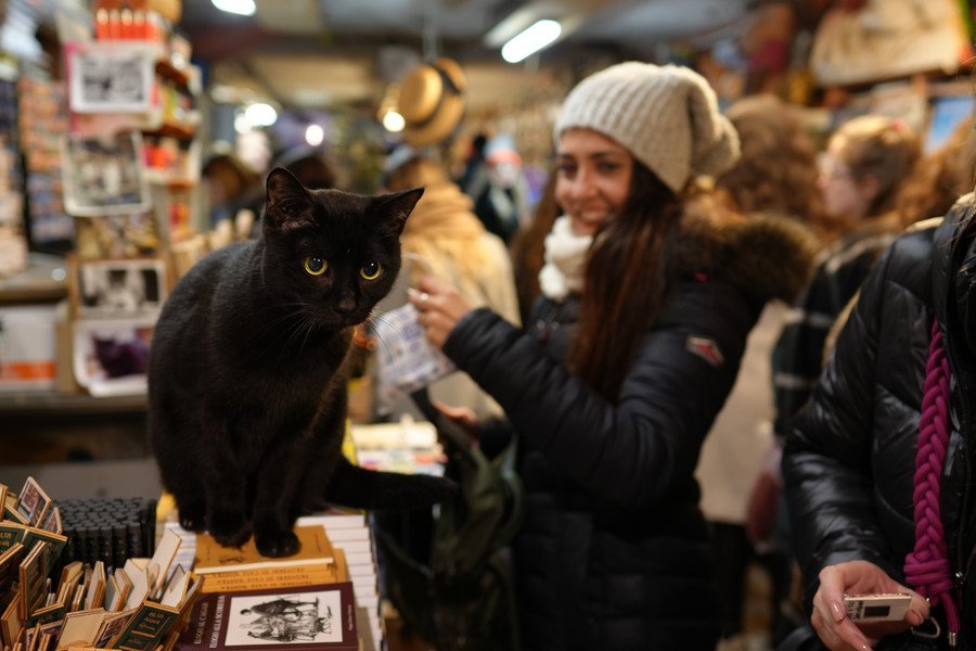 お客さんを惹きつける書店の看板猫が「出版界デビュー」を果たす　カナダ
