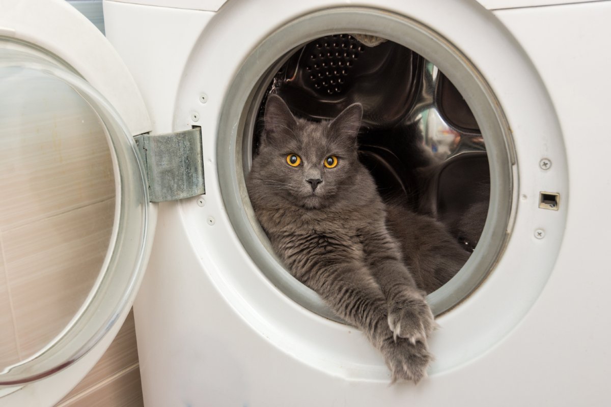猫がいる家で注意すべき『危ない家電』5選　起こりうるトラブルや安全を守るための対策