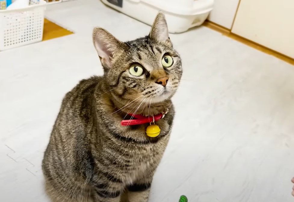 野良猫と家族になって『４年』が経過したら…優しさあふれる『誕生日の様子』に感動する人続出「本当によかった」「元気で長生きしてね」