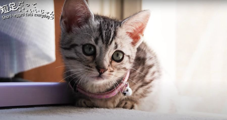 先輩猫にちょっかいかけたり、一人遊びしたり忙しい子猫ちゃん♡