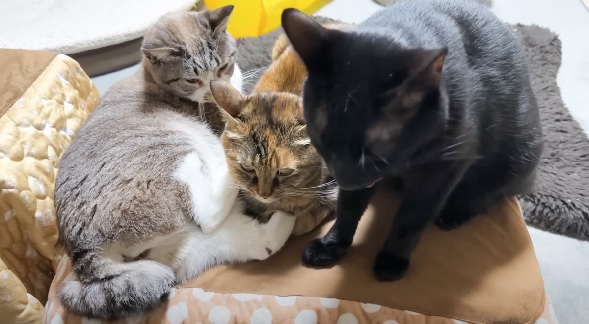 暑くなってきたので『猫用コタツ』を片付けようとしたら…思わず笑っちゃう『猫たちの行動』に「愛が伝わってくるｗ」「大人気なのねぇｗｗ」