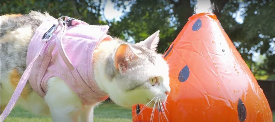 スイカから恵みの雨？！猫ちゃんの夏っぽい水分補給